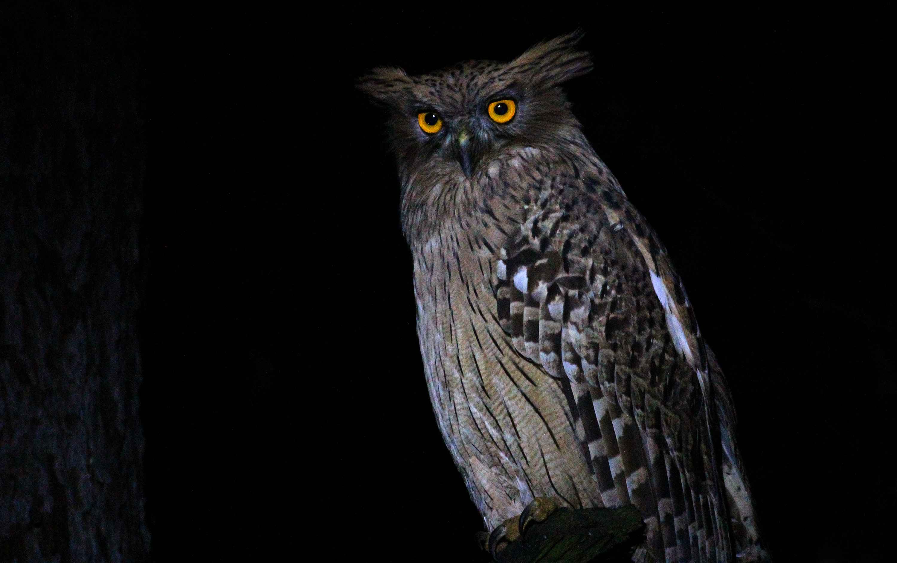Brown Fish-Owl